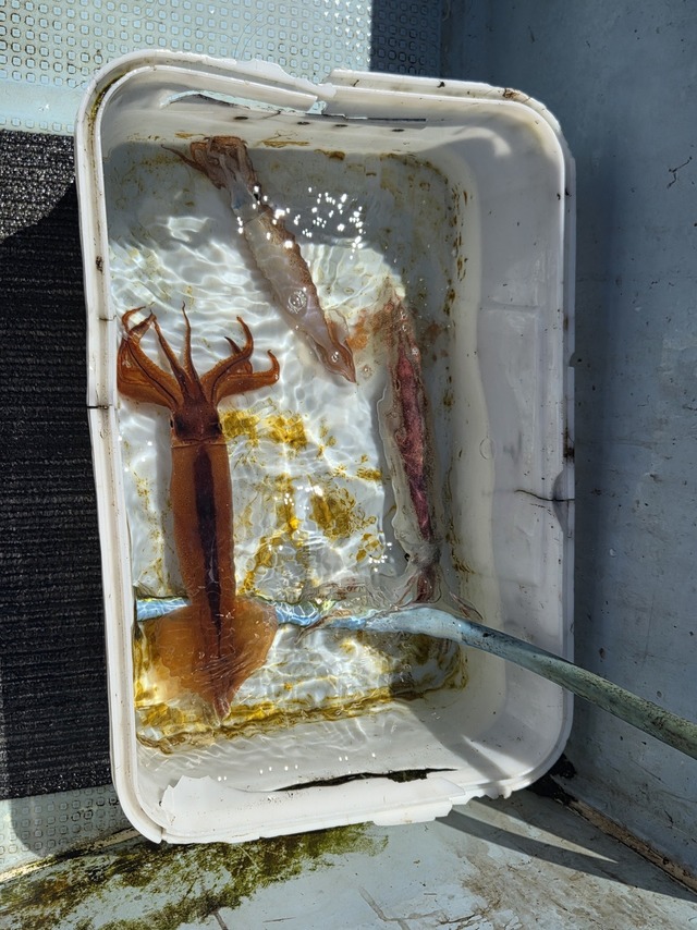 スルメイカ
