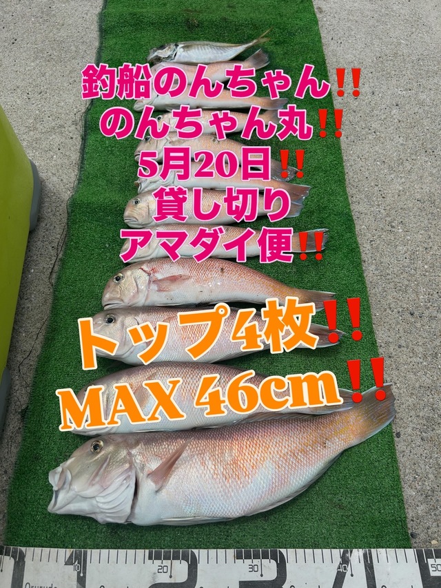 シロアマダイ