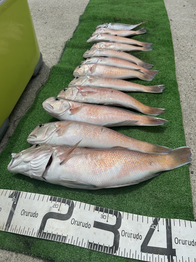 シロアマダイ