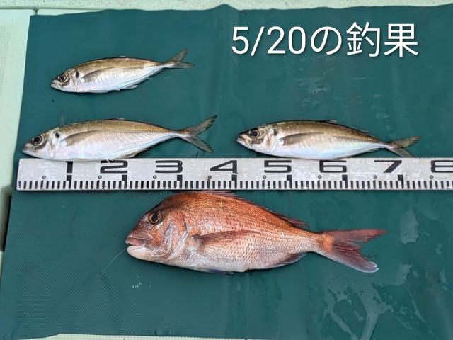 マダイ・マアジ