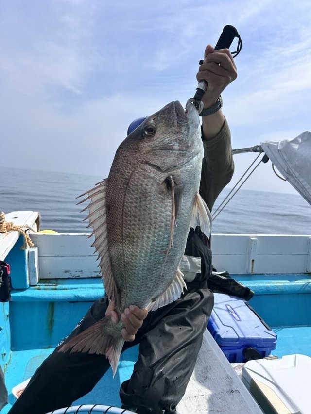 マダイ