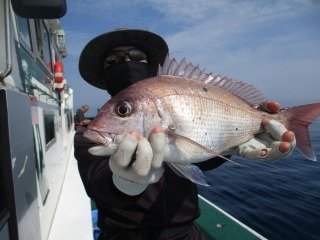 マダイ