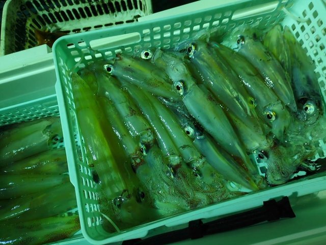 ヤリイカ