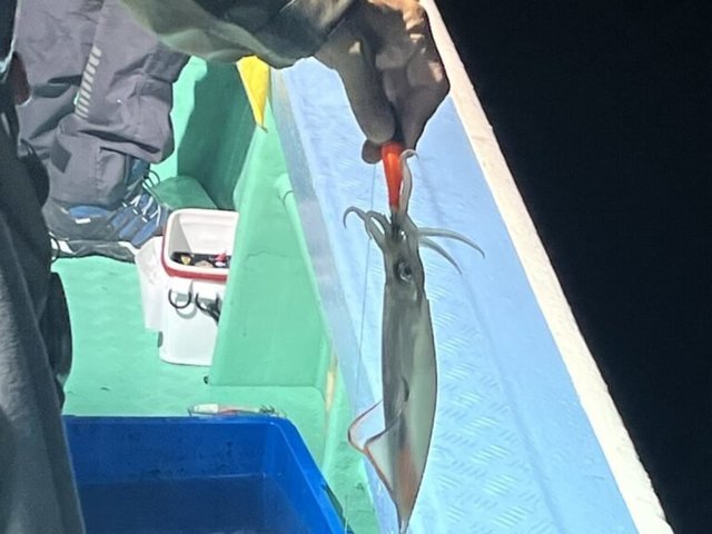 ヤリイカ