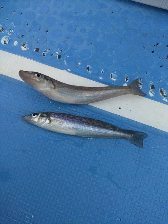 シロギス