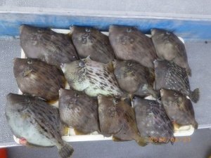 カワハギ