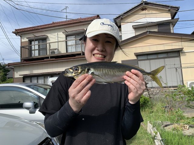アジ(マアジ)