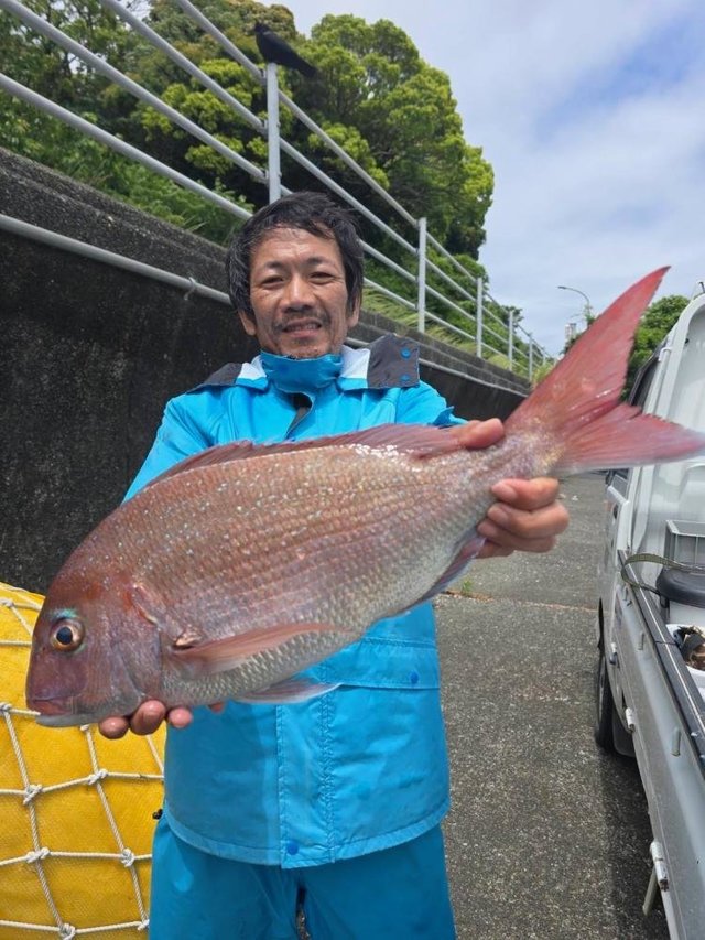 マダイ
