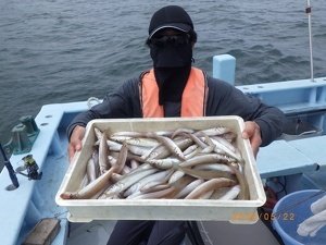 シロギス