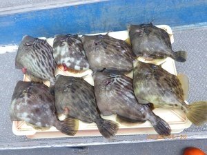 カワハギ