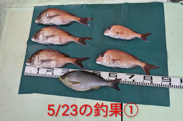 マダイ・イサキ