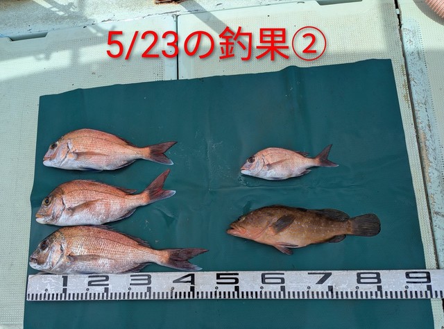 マダイ・アコウ(アコウダイ)