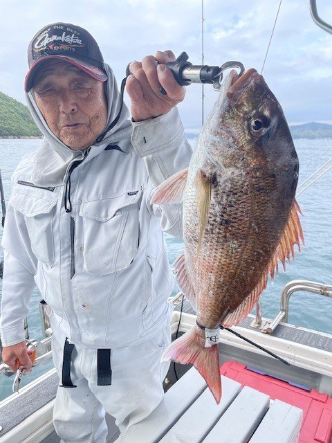 マダイ