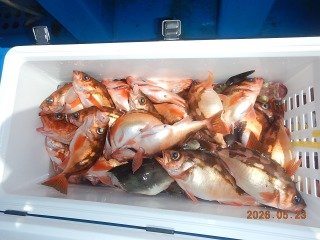 オキメバル(ウスメバル)