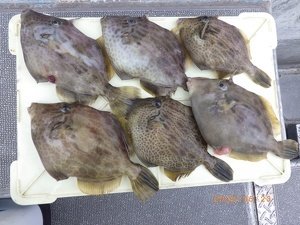 カワハギ
