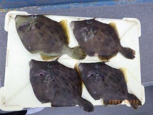 カワハギ