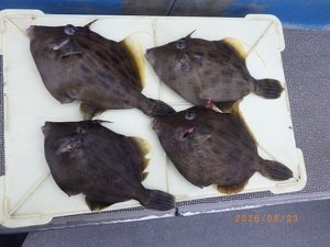 カワハギ