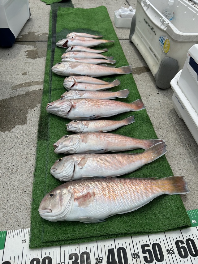 シロアマダイ