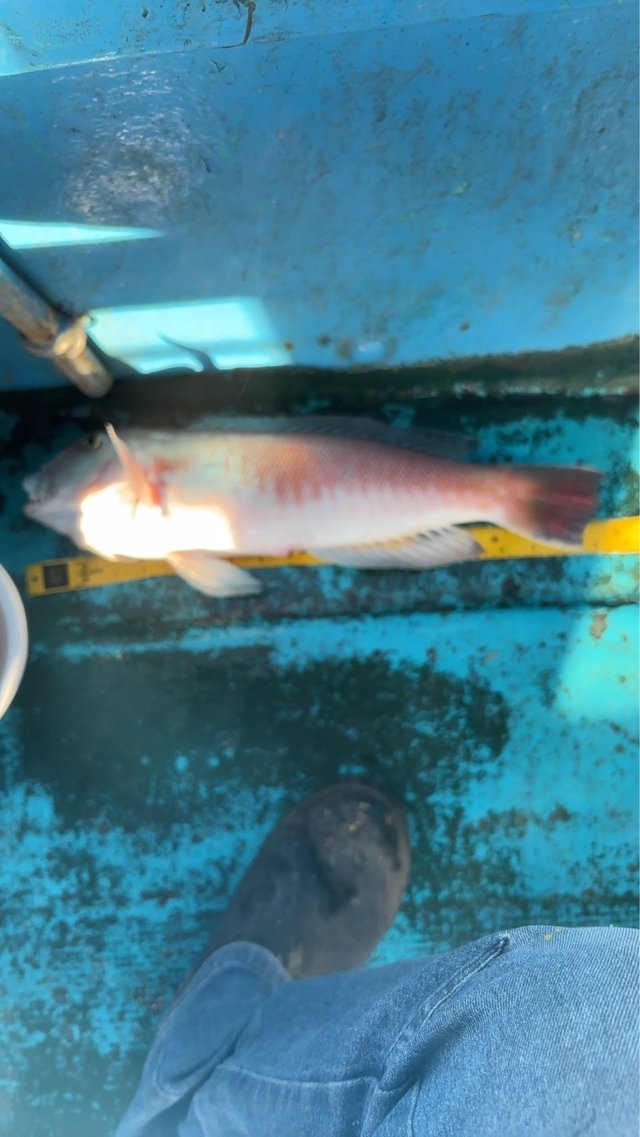 シロアマダイ