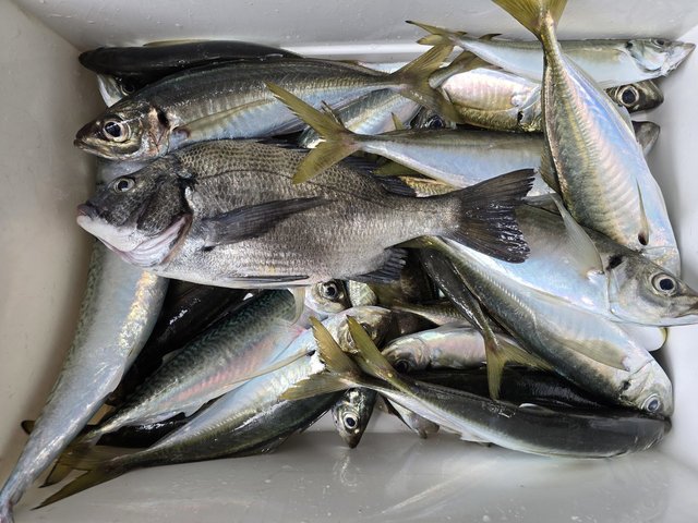 クロダイ・アジ(マアジ)