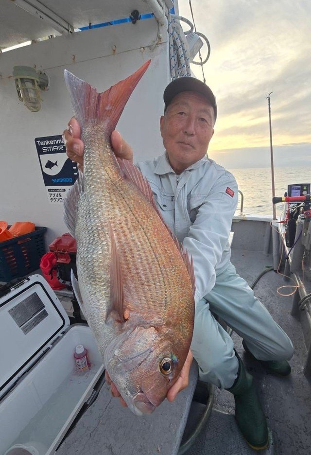 マダイ
