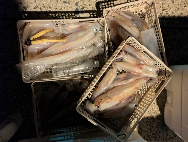 ヤリイカ