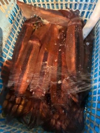 スルメイカ