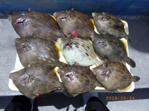 カワハギ