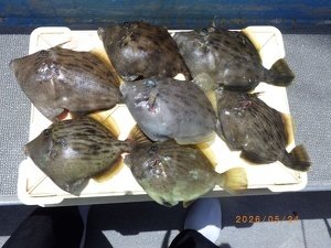 カワハギ