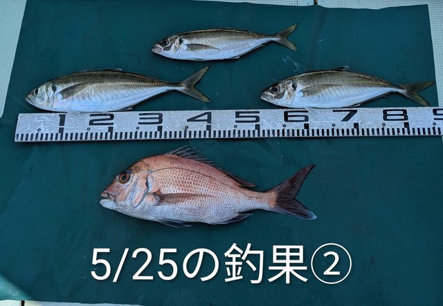 マダイ・マアジ