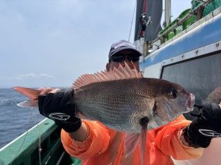 マダイ