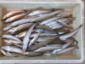 シロギス