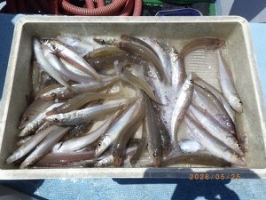 シロギス