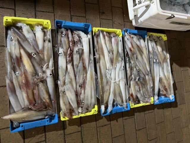 ケンサキイカ