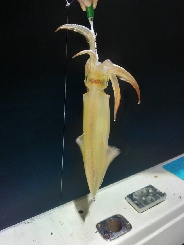 ヤリイカ