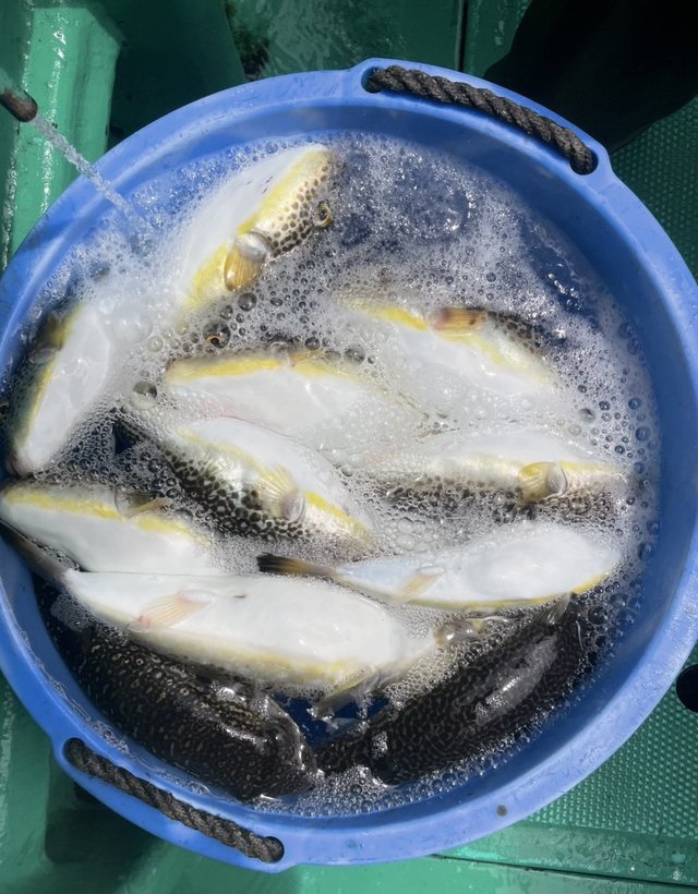 ショウサイフグ
