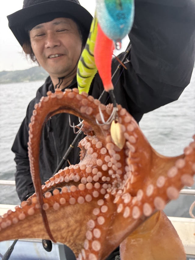 マダコ