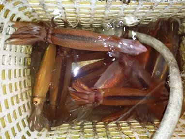 スルメイカ