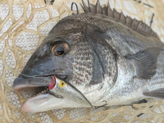 クロダイ