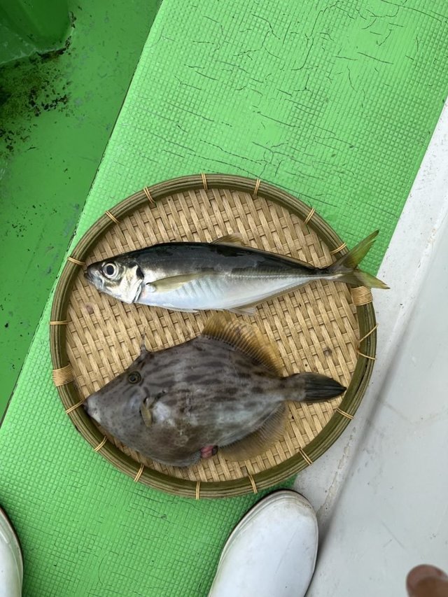 アジ(マアジ)・カワハギ