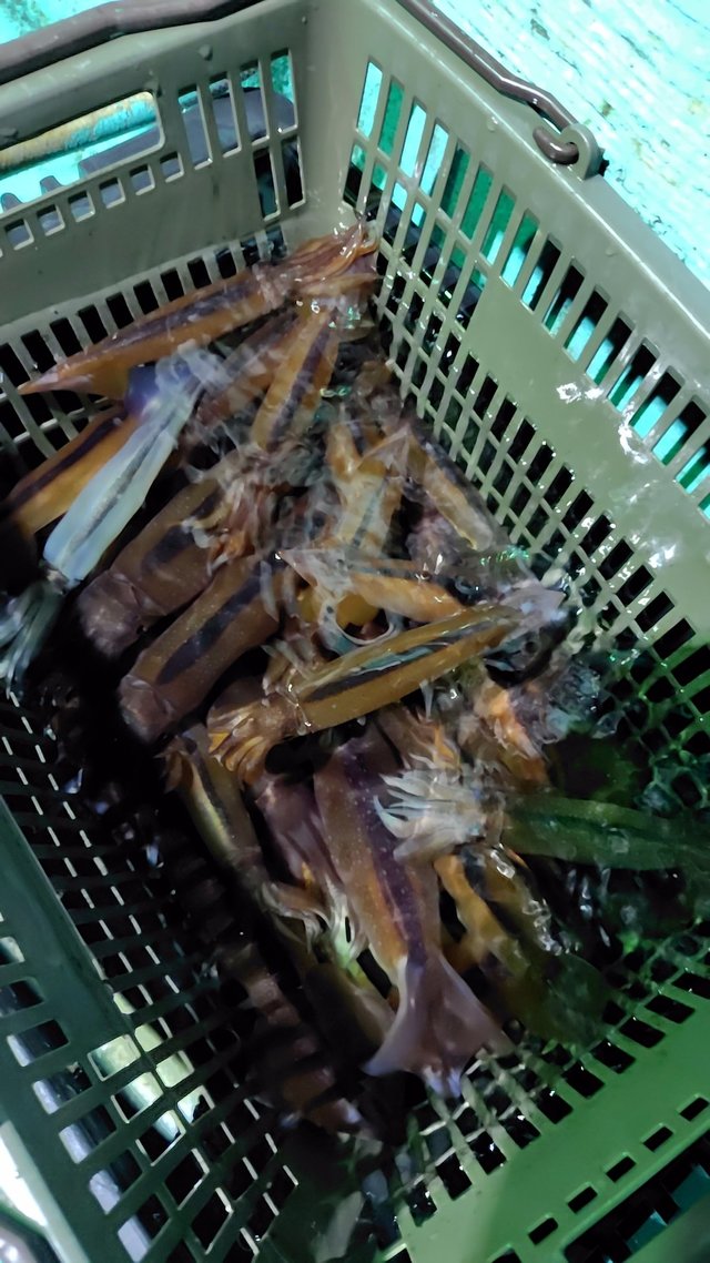 スルメイカ