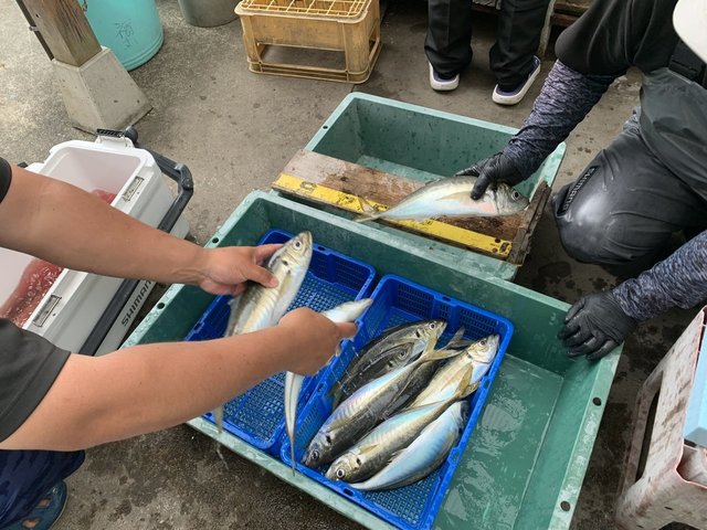アジ(マアジ)