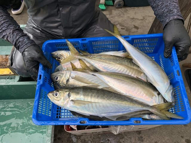 アジ(マアジ)