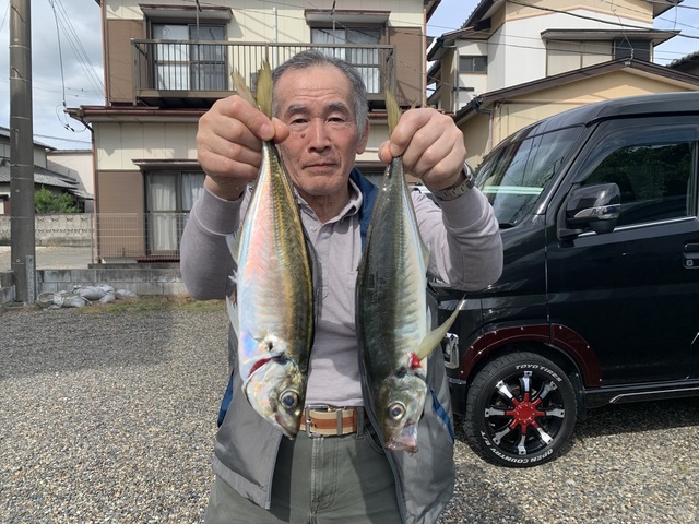 アジ(マアジ)