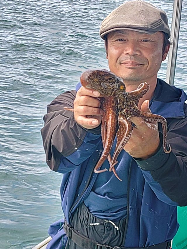 マダコ