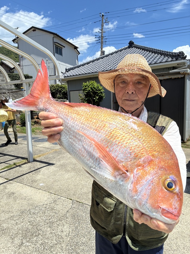 マダイ