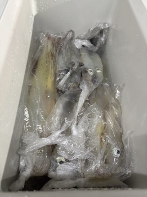 イカ(ヤリイカ)
