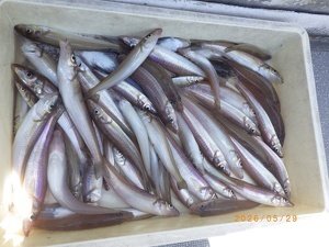 シロギス