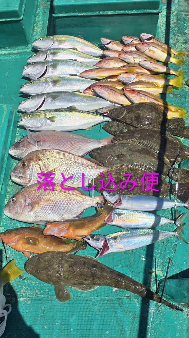 マダイ・ハマチ(ブリ)・ヒラメ
