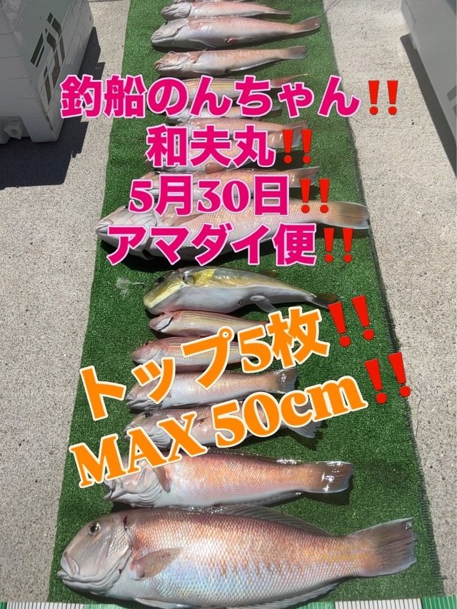 シロアマダイ
